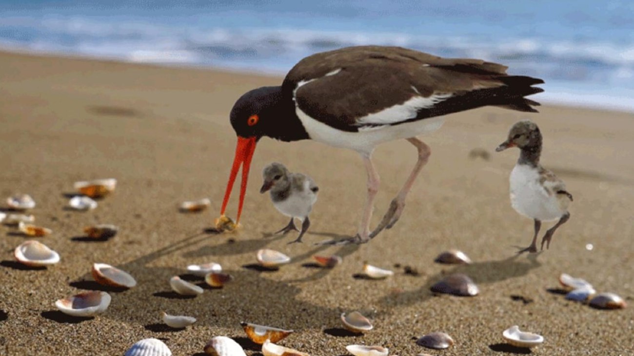 bird with orange beak and eyes, black head, white chest, & brown wings. On a shore with two chicks. 