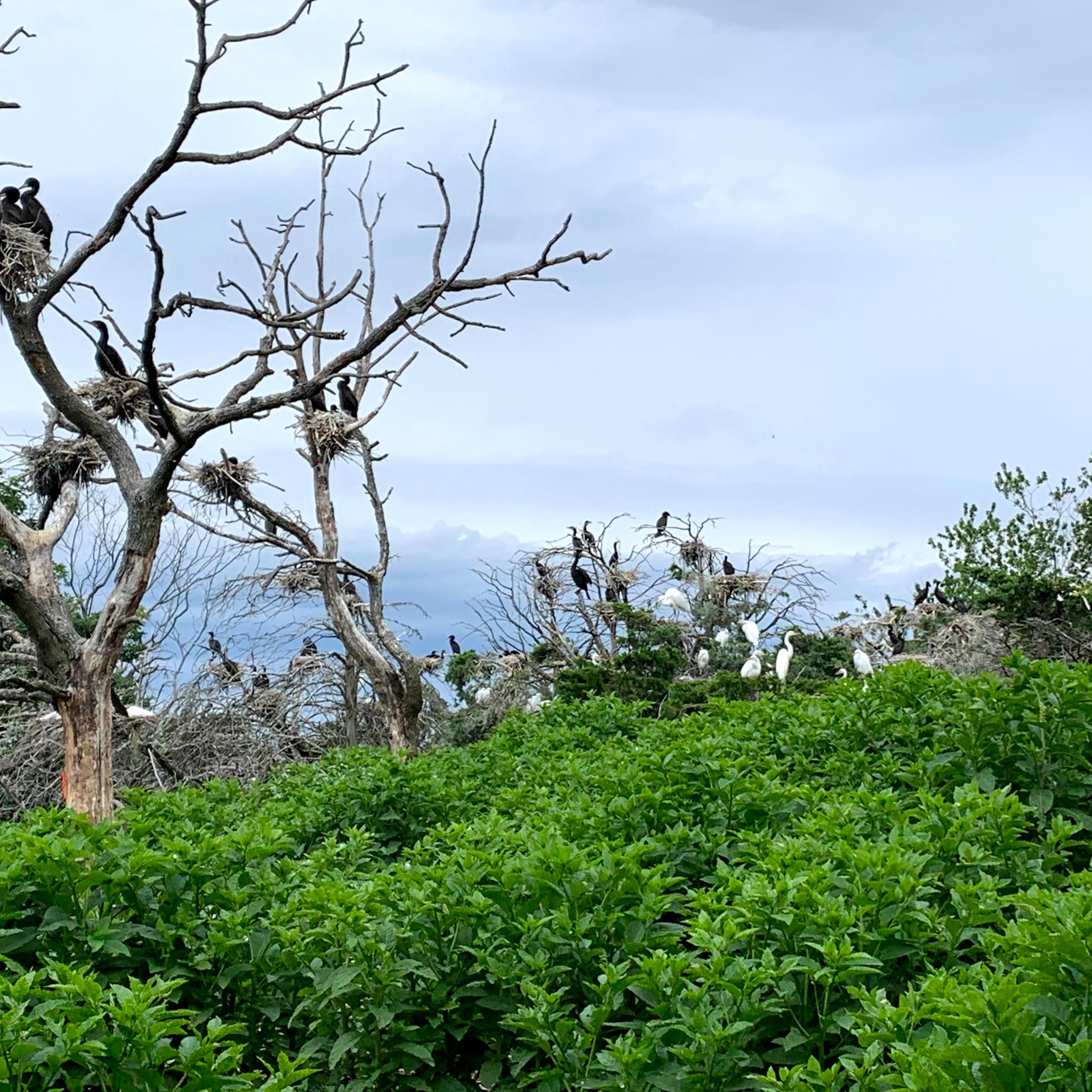 Trees filled with birds' nests pop up from vibrant green bushes.