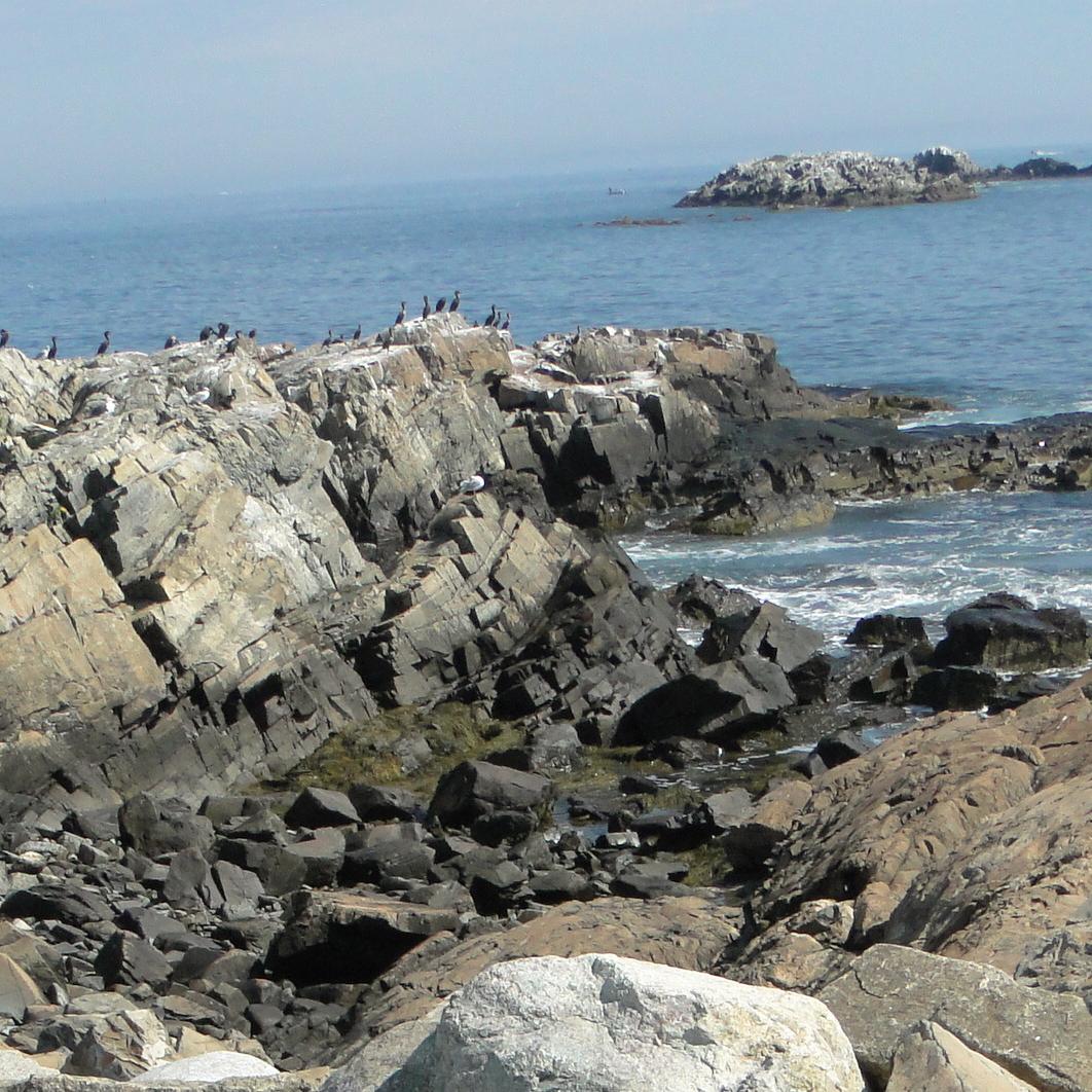 Bedrock ledges with groups of birds pop up from the water.