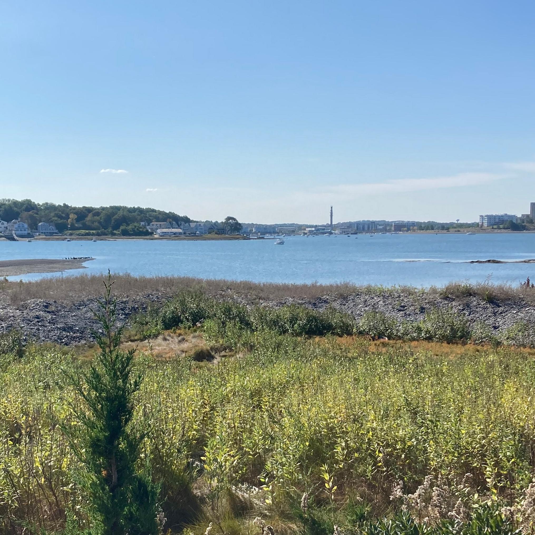 Island with tall brass and other low vegetation.