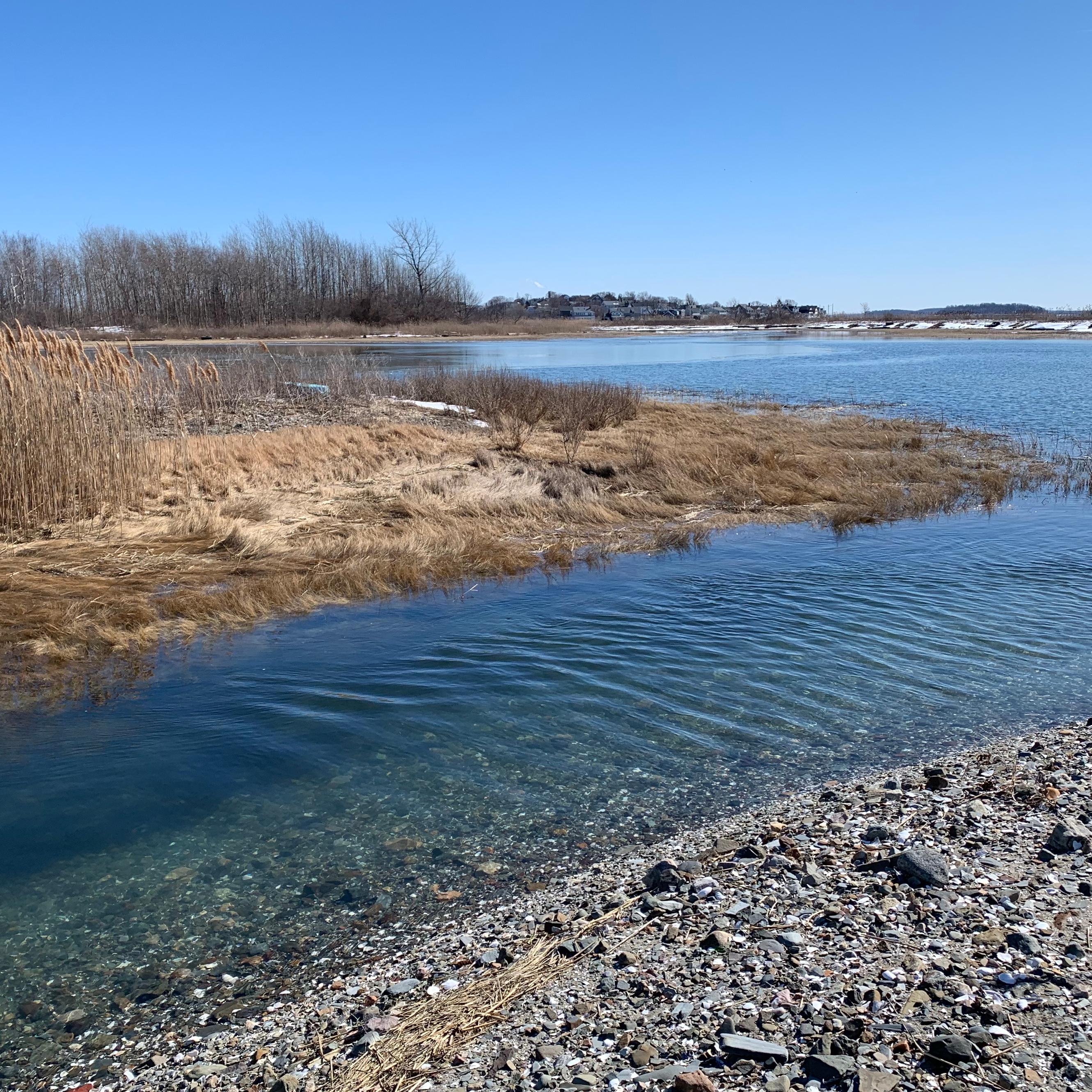 Winter scene of a pebbly shoreline with reeds and tall grass.