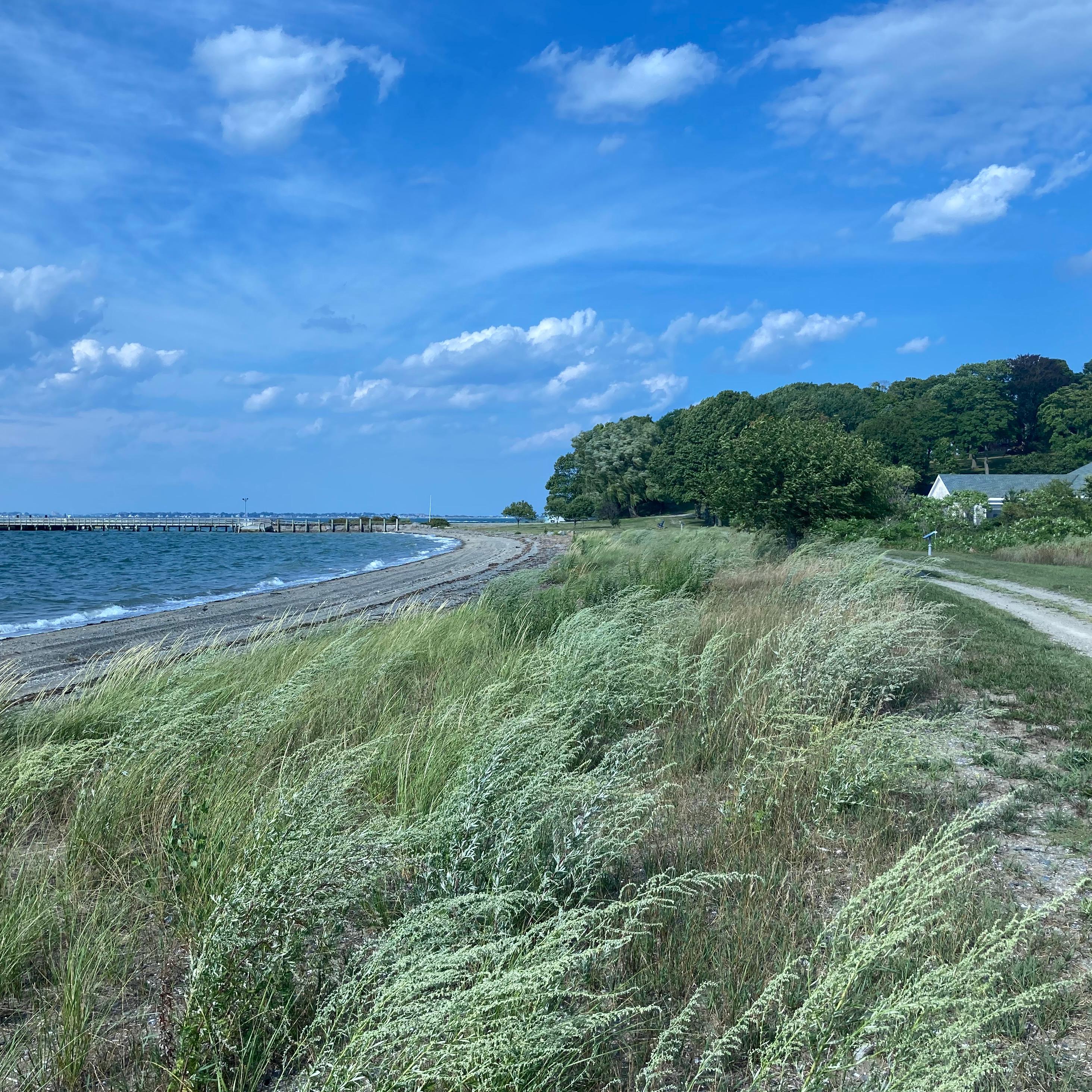 Tall coastal grass blowing in the wind against a blue sky.