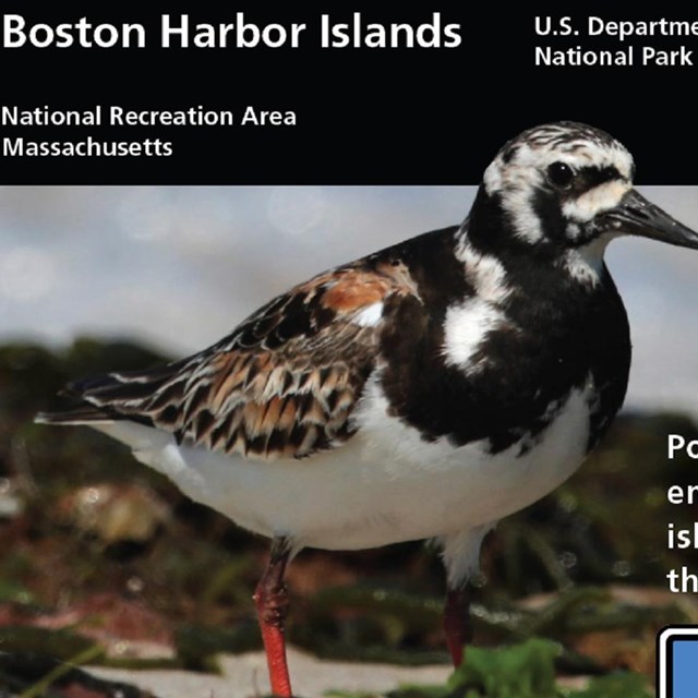 a white-breasted bird with mixed dark brown, light brown, and white markings and small black beak.