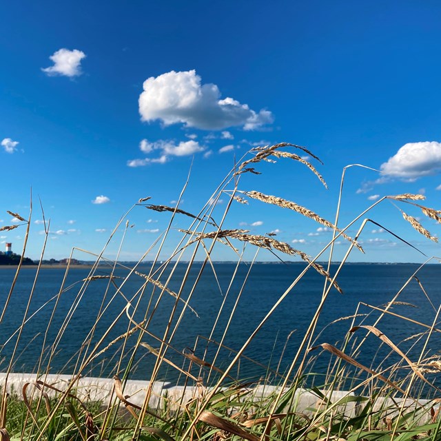 grass stalks on an island against the backdrop of a deep blue ocean and mostly clear sky.