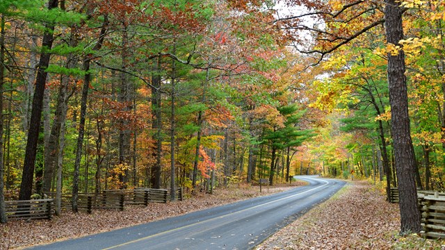 A curved road with a wooden fence and trees displaying autumn colors on both sides