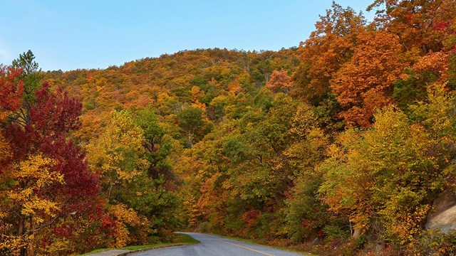 An autumn scene displaying brilliant fall colors frame both sides of a winding asphalt road. 