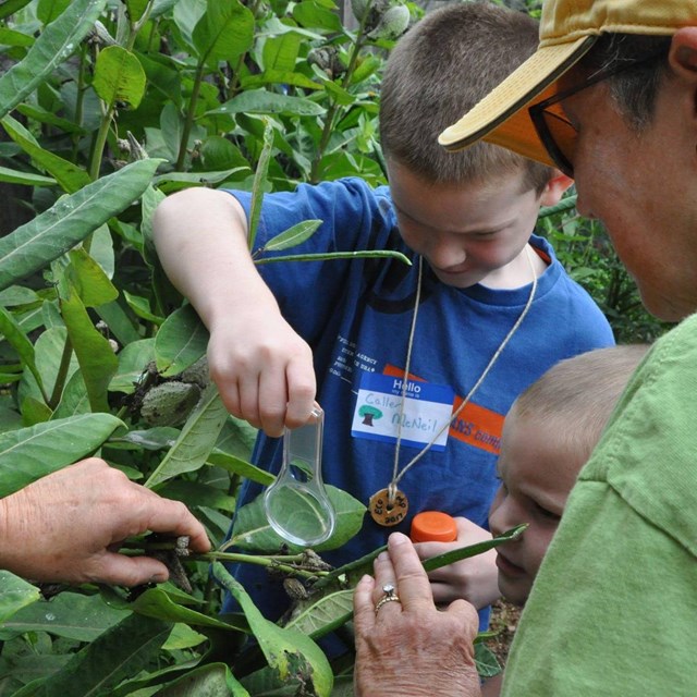 A photograph of a child with two adults examining a tobacco plant.