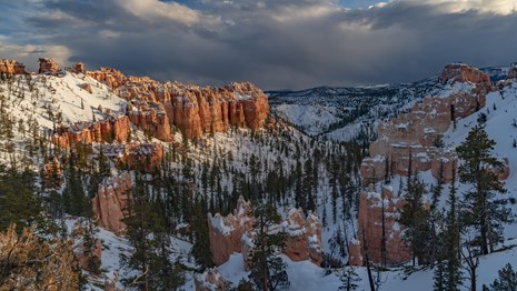 A broad canyon of tall red rock cliffs lined with trees and snow.