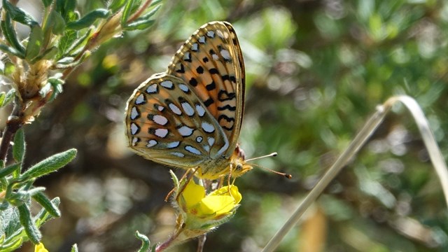 Butterflies