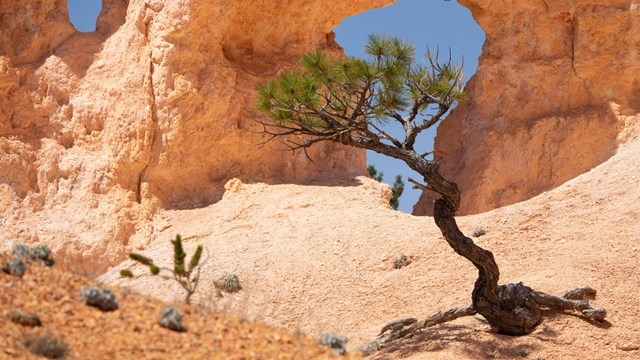 A scraggly, small Ponderosa tree grows on a slope in front of a window in a rock formation.