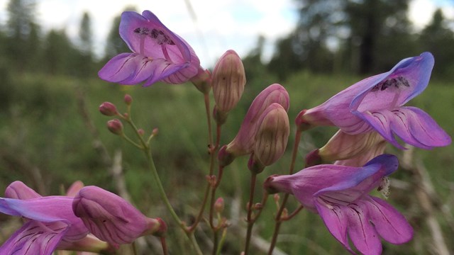 Purple Penstemon flowers in a field against a blue, cloudy sky