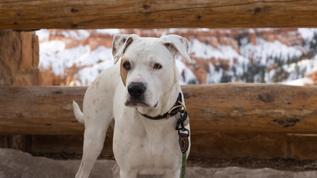 A white dog stands on pavement in front of wooden railings.