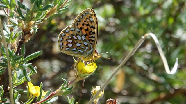 Butterflies and Other Insects