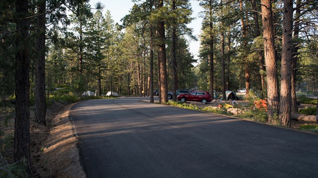 Paved road through forest with campsites along the edge.