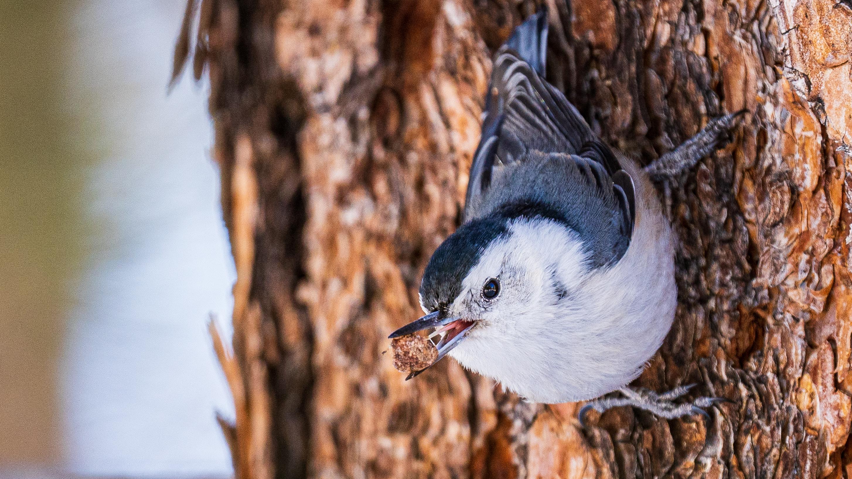Birds