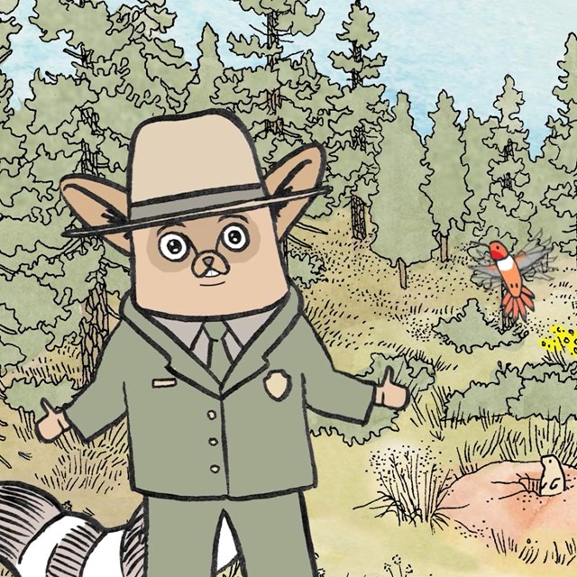 Illustrated scene with ringtail ranger and hummingbird in forest