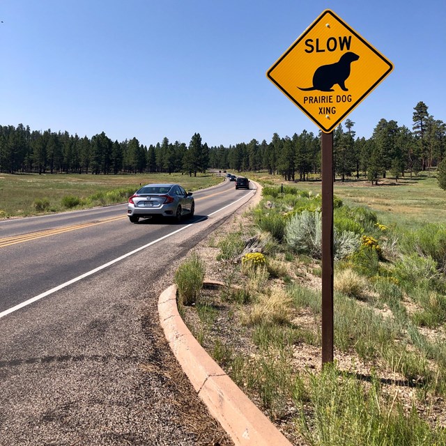 A yellow diamond sign shows a prairie dog silhouette and reads Prairie Dog Xing along a roadway.