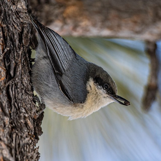 Nuthatches