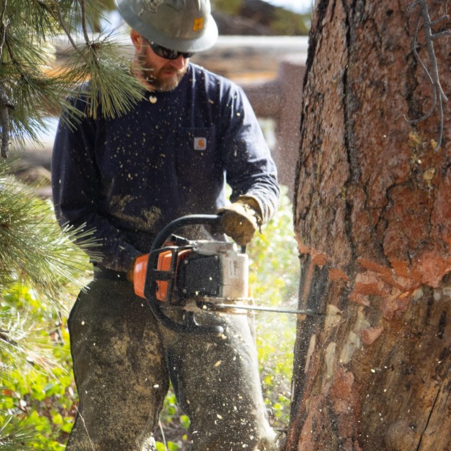 A firefighter in a helmet, sunglasses and uniform uses a chainsaw to cut into the trunk of a tree