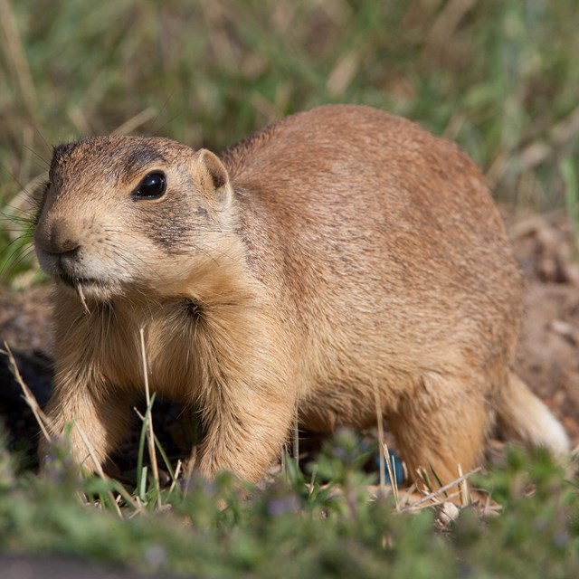 Utah Prairie Dog