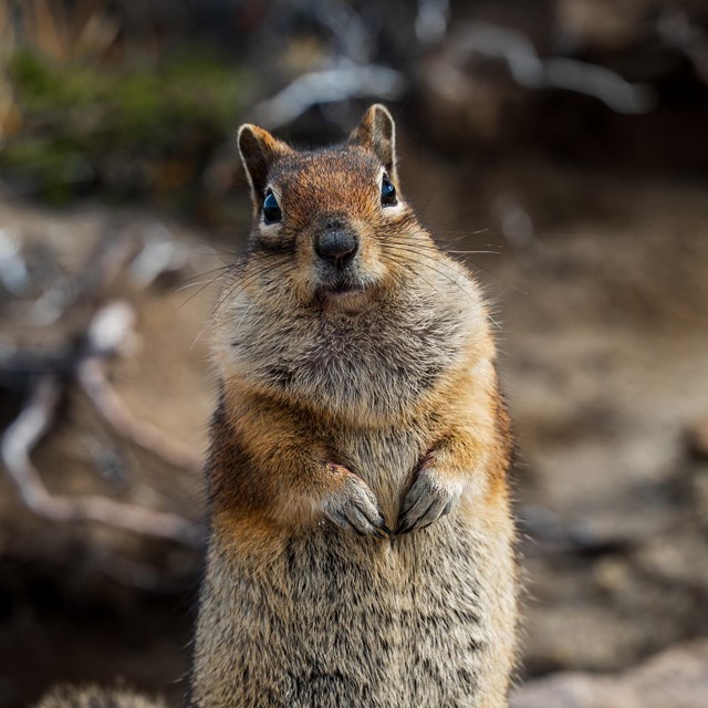 Golden-mantled Ground Squirrel