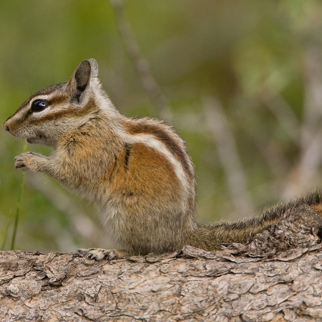 Uinta Chipmunk