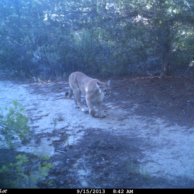 Mountain Lion