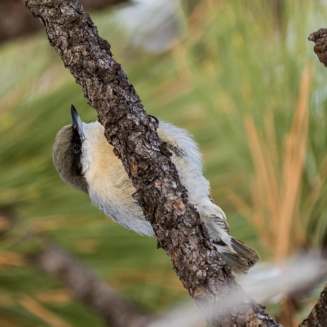 Small white and brown bird clings to a brown tree branch.