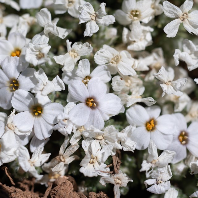 Many white and green flowers.