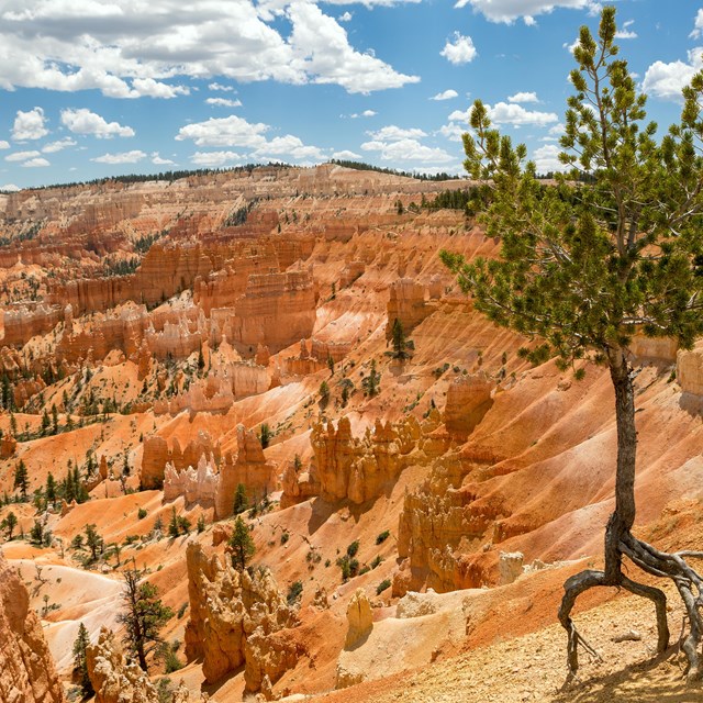 A limber pine with exposed roots grows on the edge above red rocks.