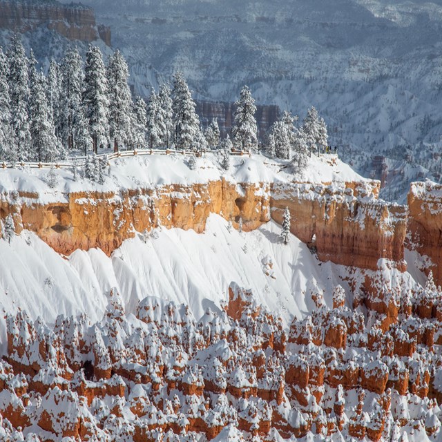 A snowy plateau edge with tall pine trees towering over red and orange rock spires covered in snow.