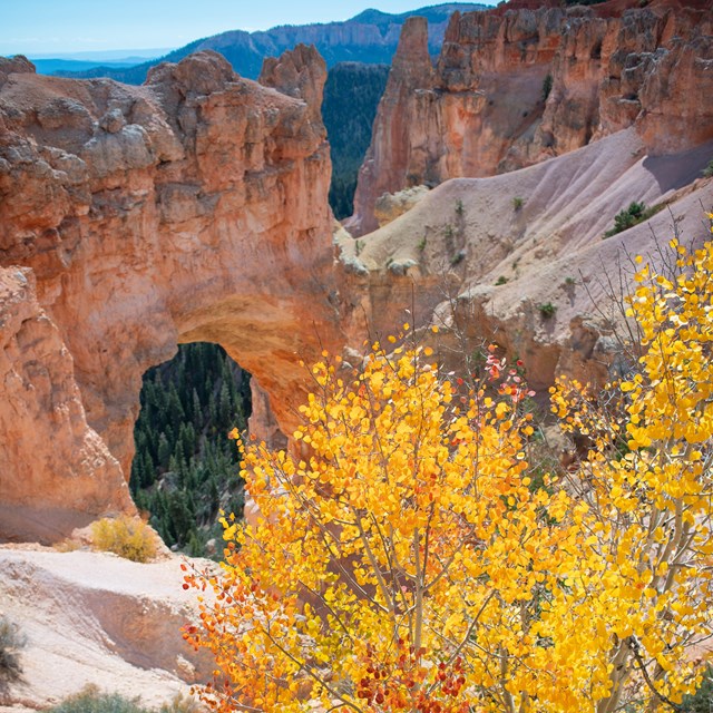 A large redrock arch with a vibrant yellow, orange, and green quaking aspen in the foreground.