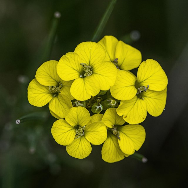 Color photo of a cluster of bright yellow flowers against a blurred blue background