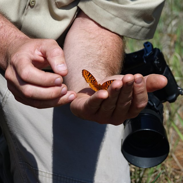 A person holds a butterfly in their hand.