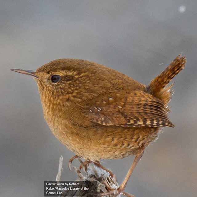 A brown bird--a pacific wren--perches on a piece of wood.