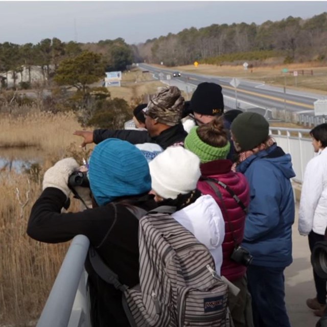 A group of birders stand on a bridge observing a bird in a marsh