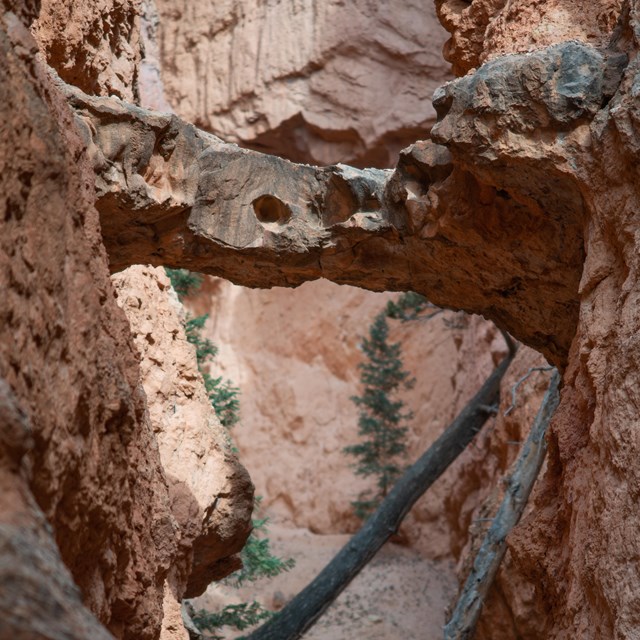 Two large rock bridges span a gap between tall walls of orange-tinted limestone rock.