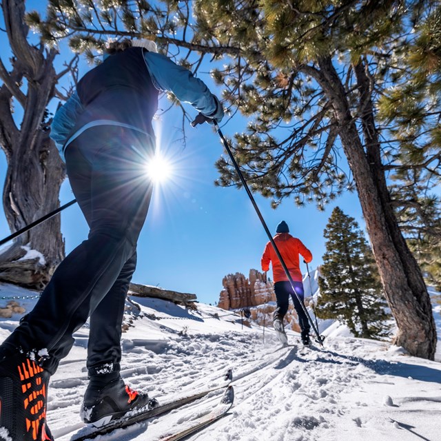 Two people cross-country ski between the trees.