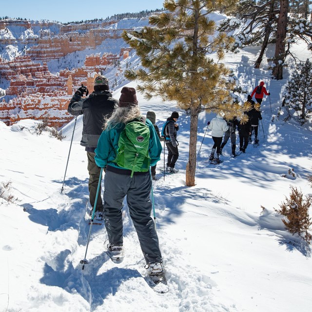A group of people snowshoe amongst the trees with red rocks in the background.