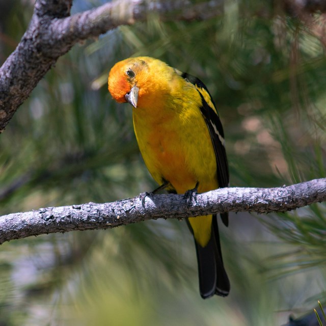 A yellow, black, and reddish bird perches in pine branches.