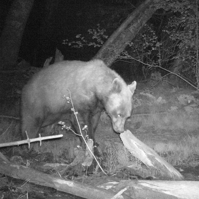 black bear in forest seen in black and white nighttime photo