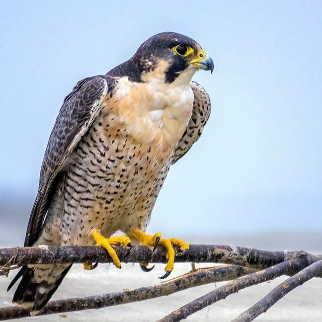 Peregrine Falcon