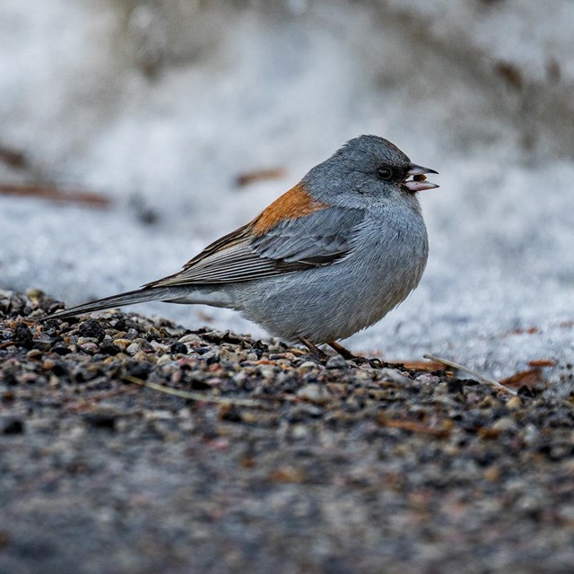 Dark-eyed Junco