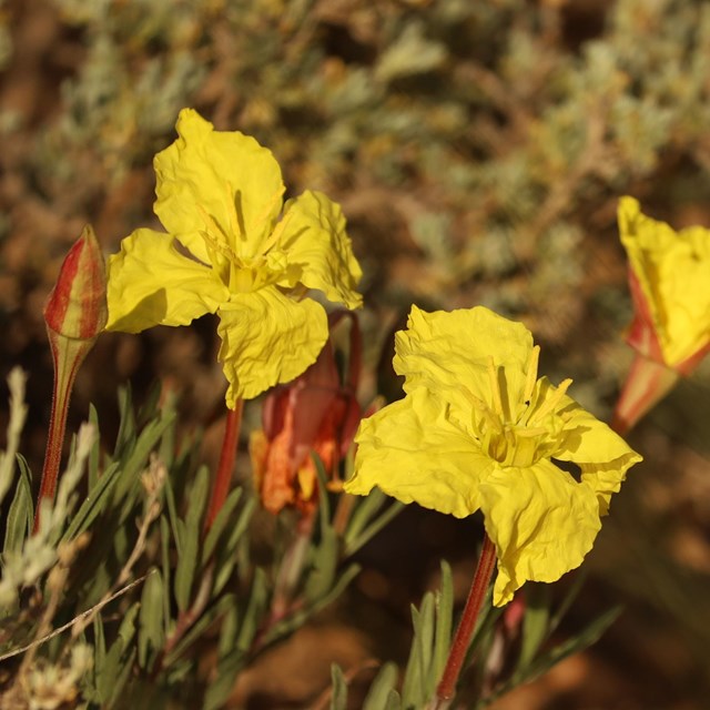 Yellow flowers growing on a low plant with red flowers in the background