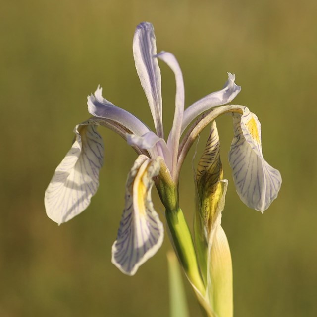 A white flower with purple streaks against a green background