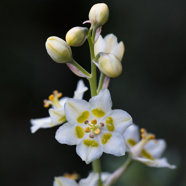 Color photo closeup of white flowering Mountain Death-camas