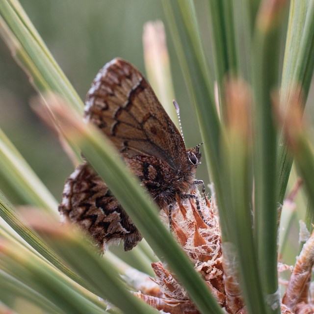 A brown butterfly within pine needs