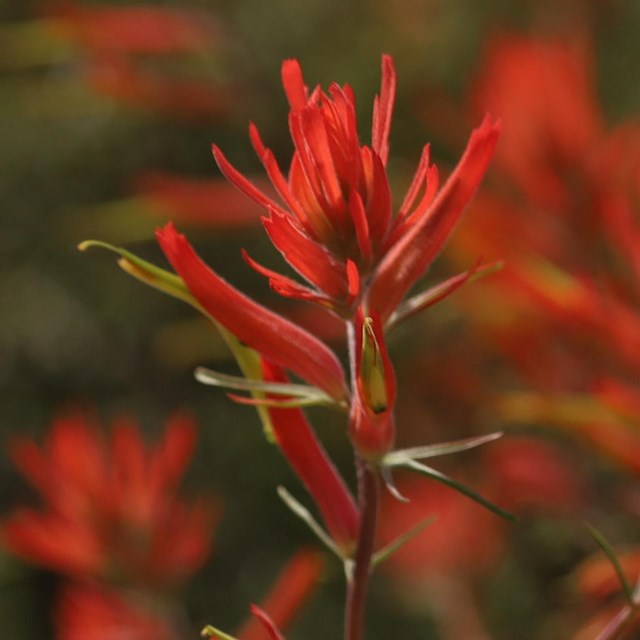 Closeup of bright red spiky flowers against a background of blurred red flowers