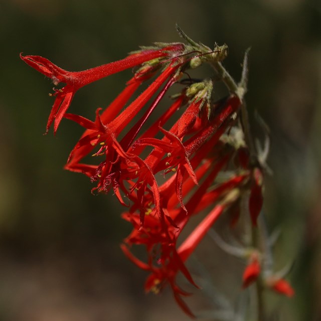 Bright trumpet shaped red flowers in a cluster against a blurred dark background