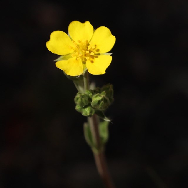 A bright completely yellow flower against a dark background